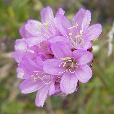 Armeria maritima subsp. alpina \ Alpen-Grasnelke / Alpine Thrift, A Kärnten/Carinthia, Petzen 2.7.2010