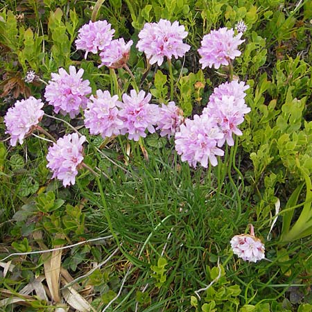 Armeria maritima subsp. alpina \ Alpen-Grasnelke / Alpine Thrift, A Kärnten/Carinthia, Petzen 2.7.2010