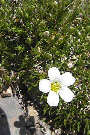Arenaria grandiflora \ Gro&szlig;bl&uuml;tiges Sandkraut / Large-Flowered Sandwort, A Trenchtling 3.7.2010