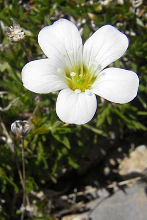 Arenaria grandiflora \ Gro&szlig;bl&uuml;tiges Sandkraut / Large-Flowered Sandwort, A Trenchtling 3.7.2010