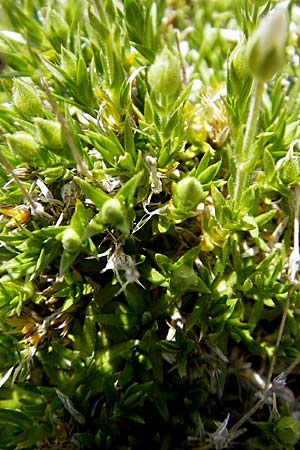 Arenaria grandiflora \ Gro&szlig;bl&uuml;tiges Sandkraut / Large-Flowered Sandwort, A Trenchtling 3.7.2010