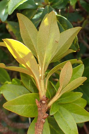 Rhododendron ferrugineum \ Rostblttrige Alpenrose / Alpenrose, A Kärnten/Carinthia, Koralpe 9.8.2016