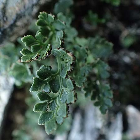 Asplenium ruta-muraria \ Gewhnliche Mauerraute / Wall-Rue, A Reichenau an der Rax 27.6.2020