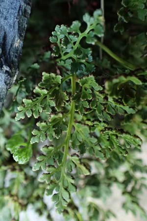 Asplenium ruta-muraria \ Gewhnliche Mauerraute / Wall-Rue, A Reichenau an der Rax 27.6.2020
