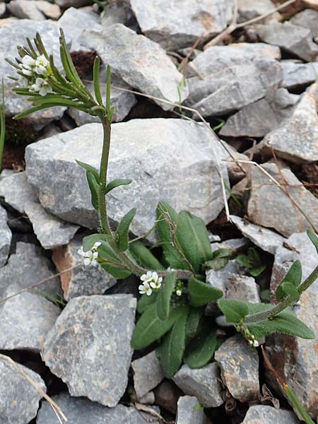Arabis hirsuta \ Rauhaarige Gnsekresse / Hairy Rock-Cress, A Schneealpe 30.6.2020