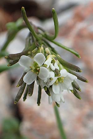 Arabis hirsuta \ Rauhaarige Gnsekresse / Hairy Rock-Cress, A Schneealpe 30.6.2020