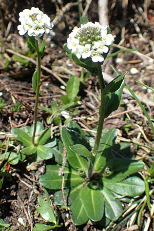 Arabis ciliata \ Doldige Gnsekresse / Rock-Cress, A Lawinenstein 5.7.2020