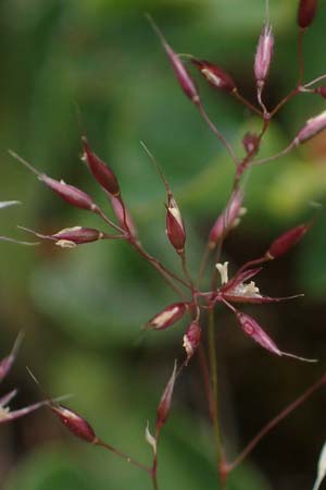 Agrostis rupestris \ Felsen-Straugras / Rock Bentgrass, A Seckauer Tauern, Brandstätter Törl 1.7.2021