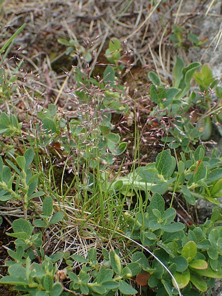 Agrostis rupestris \ Felsen-Straugras / Rock Bentgrass, A Seckauer Tauern, Brandstätter Törl 1.7.2021