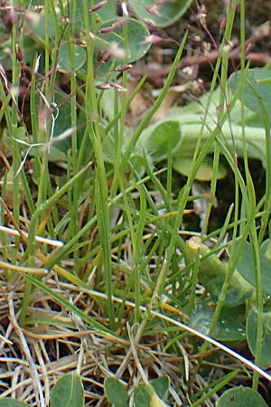 Agrostis rupestris \ Felsen-Straugras / Rock Bentgrass, A Seckauer Tauern, Brandstätter Törl 1.7.2021