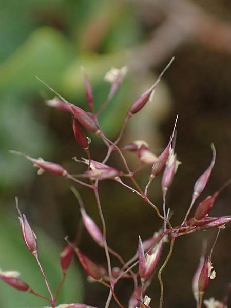 Agrostis rupestris \ Felsen-Straugras / Rock Bentgrass, A Seckauer Tauern, Brandstätter Törl 1.7.2021