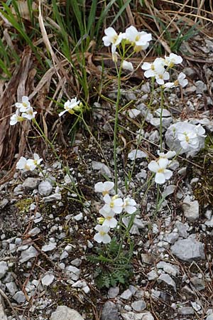 Arabidopsis arenosa \ Sand- / Sand Rock-Cress, A Türnitz 6.5.2022