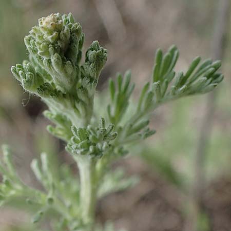 Artemisia austriaca \ sterreicher Beifu / Austrian Wormwood, A Seewinkel, Apetlon 8.5.2022