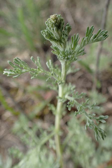 Artemisia austriaca \ sterreicher Beifu / Austrian Wormwood, A Seewinkel, Apetlon 8.5.2022