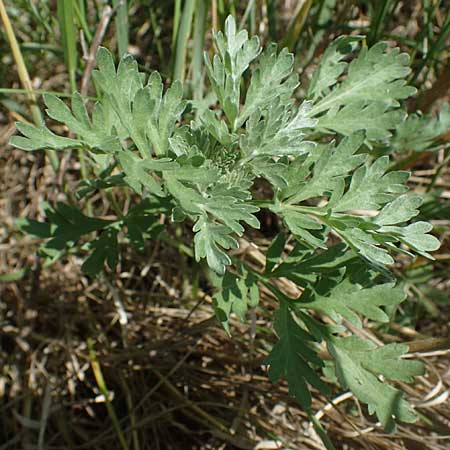 Artemisia absinthium \ Wermut / Wormwood, A Seewinkel, Podersdorf 10.5.2022