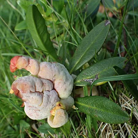 Rhododendron ferrugineum \ Rostblttrige Alpenrose / Alpenrose, A Kolm Saigurn 2.7.2025