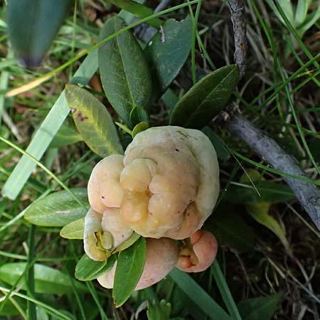 Rhododendron ferrugineum \ Rostblttrige Alpenrose / Alpenrose, A Kolm Saigurn 2.7.2025