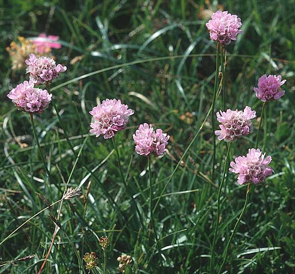 Armeria maritima subsp. alpina \ Alpen-Grasnelke / Alpine Thrift, A Bürgeralm Aflenz 11.7.1995