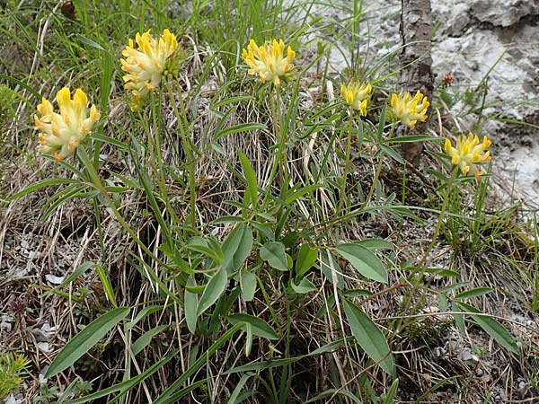 Anthyllis vulneraria subsp. alpestris \ Alpen-Wundklee / Alpine Kidney Vetch, A Kärnten/Carinthia, Trögerner Klamm 18.5.2016
