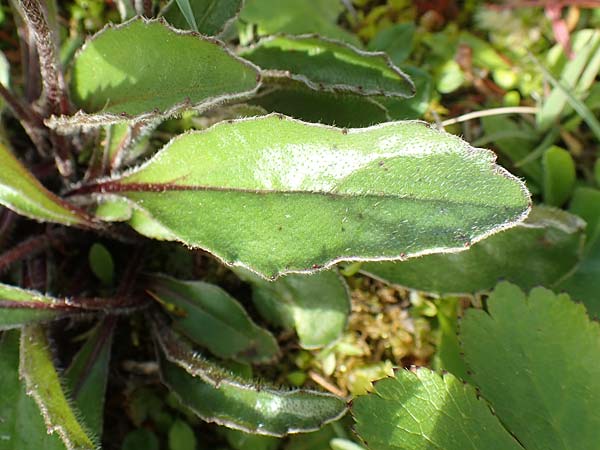 Aster bellidiastrum \ Alpen-Maliebchen, A Rax 28.6.2020