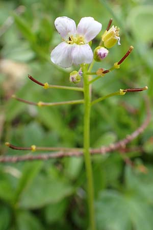 Arabidopsis halleri \ Hallers Schaumkresse / Haller's Rock-Cress, A Schneealpe 30.6.2020