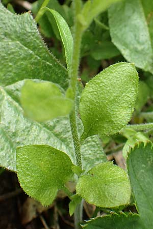 Arabidopsis halleri \ Hallers Schaumkresse / Haller's Rock-Cress, A Schneealpe 30.6.2020