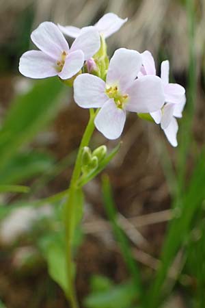 Arabidopsis halleri \ Hallers Schaumkresse / Haller's Rock-Cress, A Schneealpe 30.6.2020