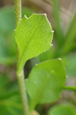 Arabidopsis halleri \ Hallers Schaumkresse / Haller's Rock-Cress, A Schneealpe 30.6.2020