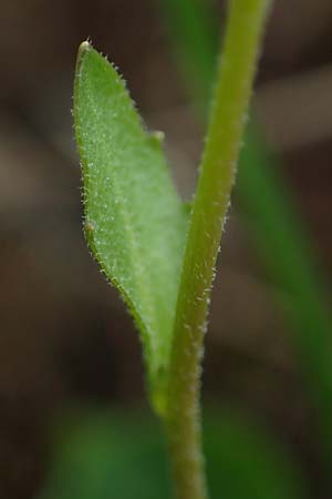 Arabidopsis halleri \ Hallers Schaumkresse / Haller's Rock-Cress, A Schneealpe 30.6.2020