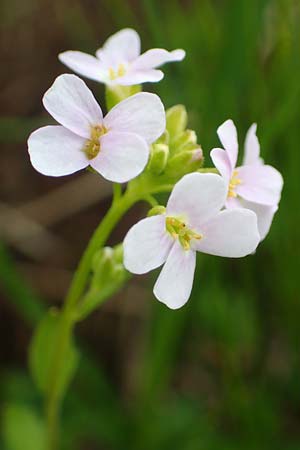 Arabidopsis halleri \ Hallers Schaumkresse / Haller's Rock-Cress, A Schneealpe 30.6.2020