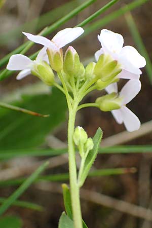 Arabidopsis halleri \ Hallers Schaumkresse / Haller's Rock-Cress, A Schneealpe 30.6.2020
