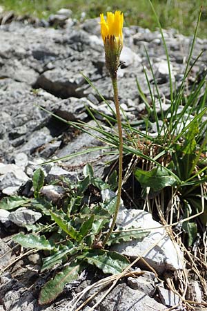 Scorzoneroides montana \ Berg-Schuppenlwenzahn / Mountain Hawkbit, A Dachstein Südwand 7.7.2020