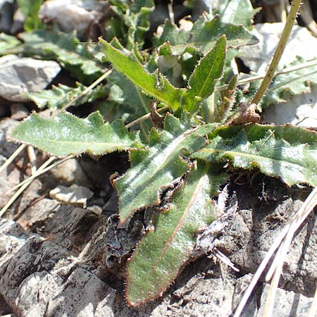 Scorzoneroides montana \ Berg-Schuppenlwenzahn / Mountain Hawkbit, A Dachstein Südwand 7.7.2020