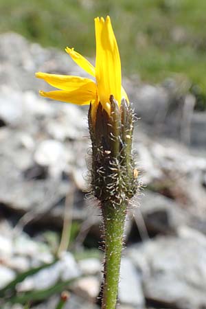 Scorzoneroides montana \ Berg-Schuppenlwenzahn / Mountain Hawkbit, A Dachstein Südwand 7.7.2020