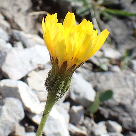 Scorzoneroides montana \ Berg-Schuppenlwenzahn / Mountain Hawkbit, A Dachstein Südwand 7.7.2020