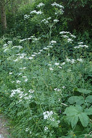 Anthriscus sylvestris \ Wiesen-Kerbel / Cow Parsley, A Pusterwald 29.6.2021