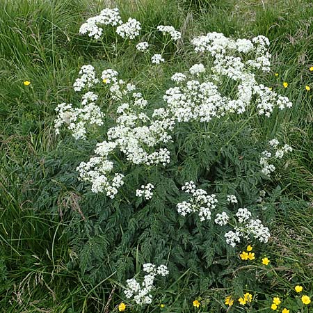 Anthriscus sylvestris \ Wiesen-Kerbel / Cow Parsley, A Seckauer Tauern, Rosenkogel 30.6.2021