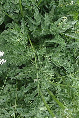 Anthriscus sylvestris \ Wiesen-Kerbel / Cow Parsley, A Seckauer Tauern, Rosenkogel 30.6.2021