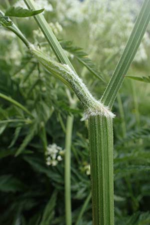 Anthriscus sylvestris \ Wiesen-Kerbel / Cow Parsley, A Seckauer Tauern, Rosenkogel 30.6.2021