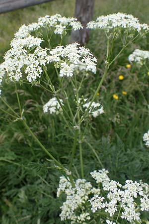 Anthriscus sylvestris \ Wiesen-Kerbel / Cow Parsley, A Seckauer Tauern, Rosenkogel 30.6.2021