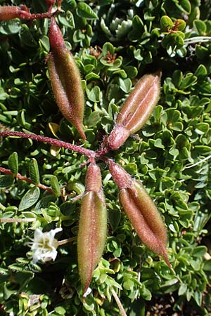 Oxytropis lapponica \ Lapplnder Spitzkiel, Lapplnder Fahnenwicke, A Wölzer Tauern, Hohenwart 29.7.2021