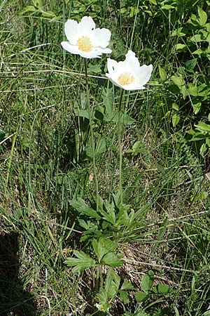 Anemone sylvestris \ Wald-Anemone / Snowdrop Anemone, A Hainburg 14.5.2022