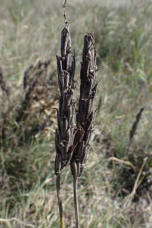 Astragalus asper \ Rauer Tragant / Rough Milk-Vetch, A Seewinkel, Apetlon 23.9.2022