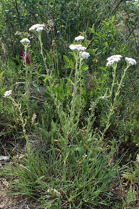 Achillea setacea \ Feinblttrige Wiesen-Schafgarbe / Fine-Leaved Milfoil, A Eggenburg 9.5.2025