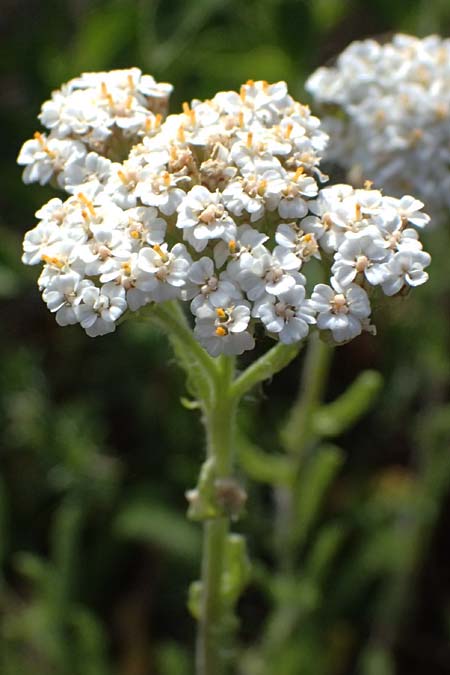 Achillea setacea \ Feinblttrige Wiesen-Schafgarbe / Fine-Leaved Milfoil, A Eggenburg 9.5.2025