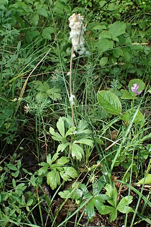 Anemone sylvestris \ Wald-Anemone / Snowdrop Anemone, A Bisamberg 13.6.2026