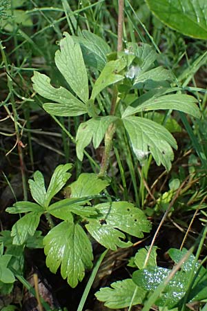 Anemone sylvestris \ Wald-Anemone / Snowdrop Anemone, A Bisamberg 13.6.2026
