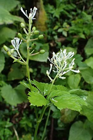 Actaea spicata \ Christophskraut / Baneberry, A Deutschlandsberg 17.6.2026