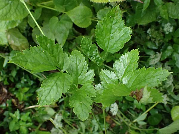 Actaea spicata \ Christophskraut / Baneberry, A Deutschlandsberg 17.6.2026