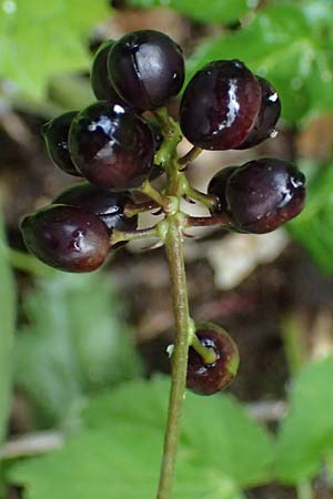 Actaea spicata \ Christophskraut / Baneberry, A Deutschlandsberg 17.6.2026